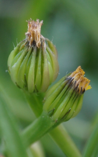 Hedypnois rhagadioloides (=Hedypnois cretica) / Radicchio tubuloso