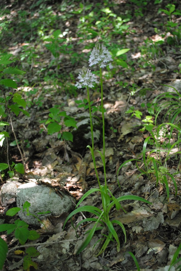 Anacamptis pyramidalis albina?