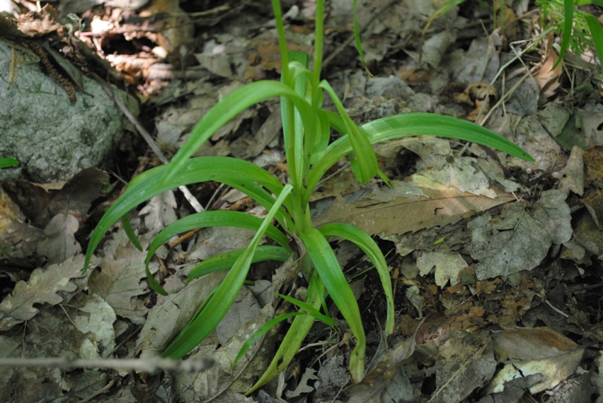 Anacamptis pyramidalis albina?