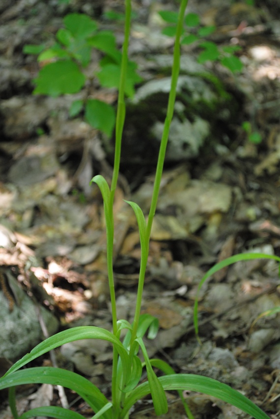 Anacamptis pyramidalis albina?