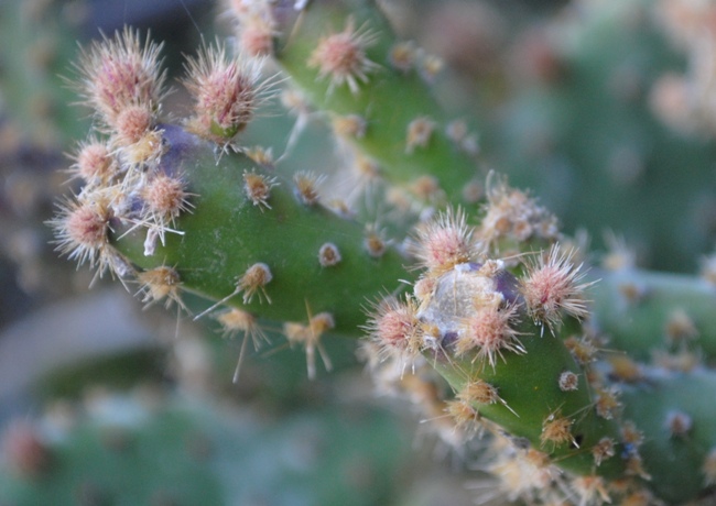 Opuntia?