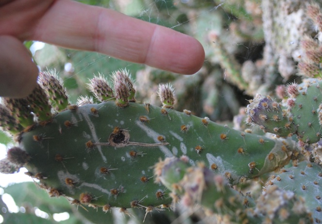 Opuntia?