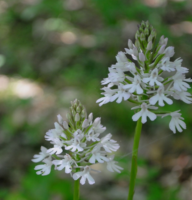 Anacamptis pyramidalis albina?