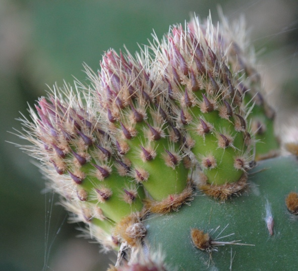 Opuntia?