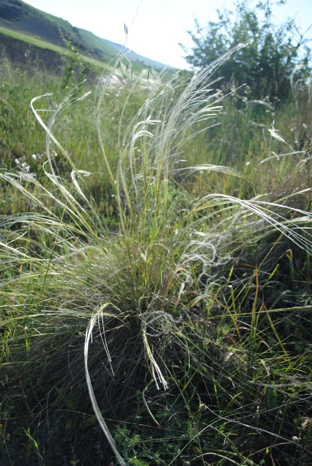 Stipa pennata