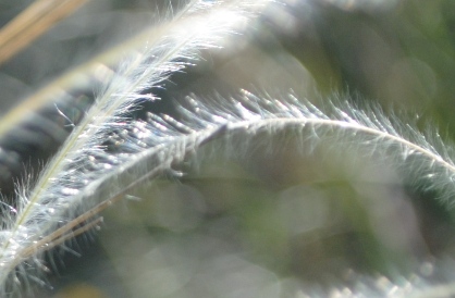 Stipa pennata