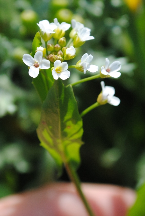 Calepina irregularis