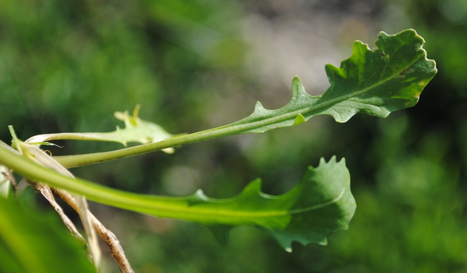 Calepina irregularis