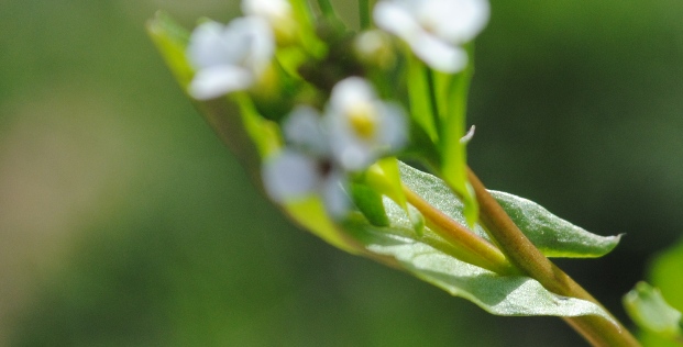 Calepina irregularis