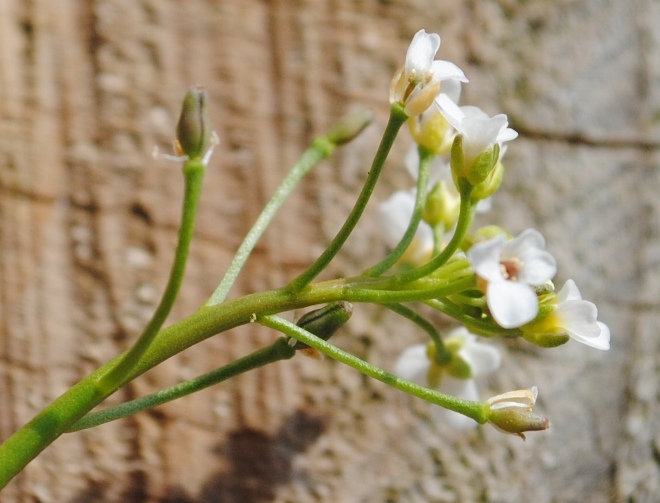 Calepina irregularis