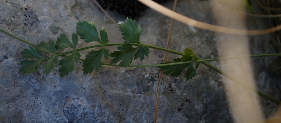 Apiacea: Pimpinella cfr. tragium