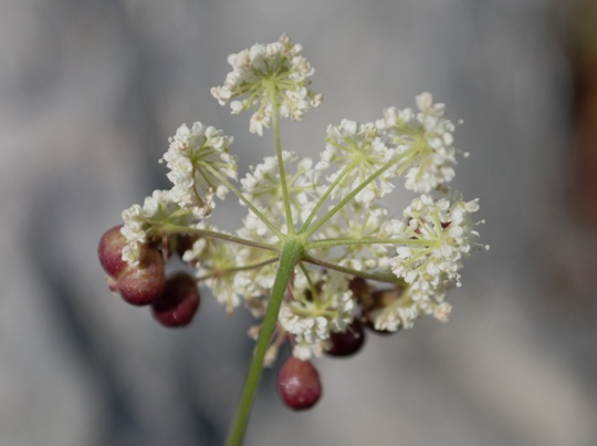 Apiacea: Pimpinella cfr. tragium