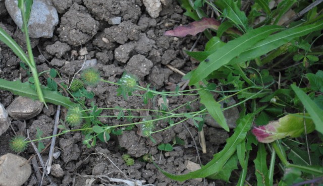 Trifolium lappaceum / Trifoglio lappaceo