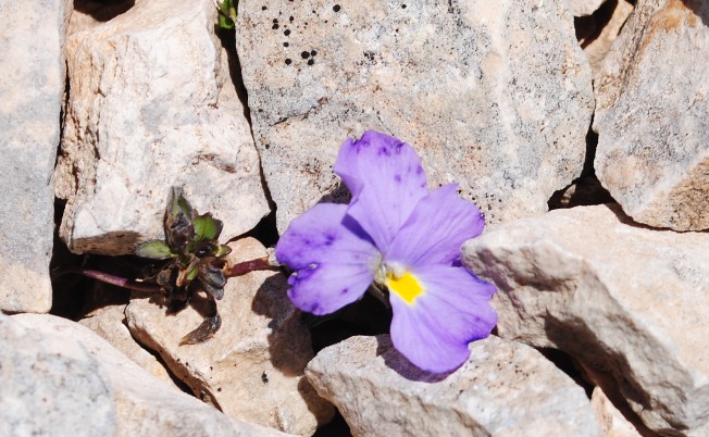 Un omaggio.... Viola magellensis