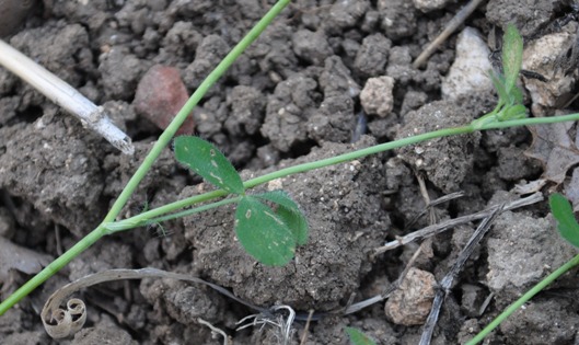 Trifolium lappaceum / Trifoglio lappaceo