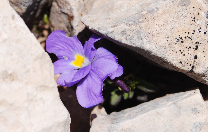 Un omaggio.... Viola magellensis