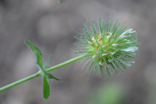 Trifolium lappaceum / Trifoglio lappaceo