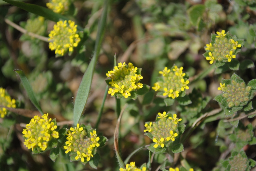 Alyssum simplex (=Alyssum campestre) / Alisso campestre