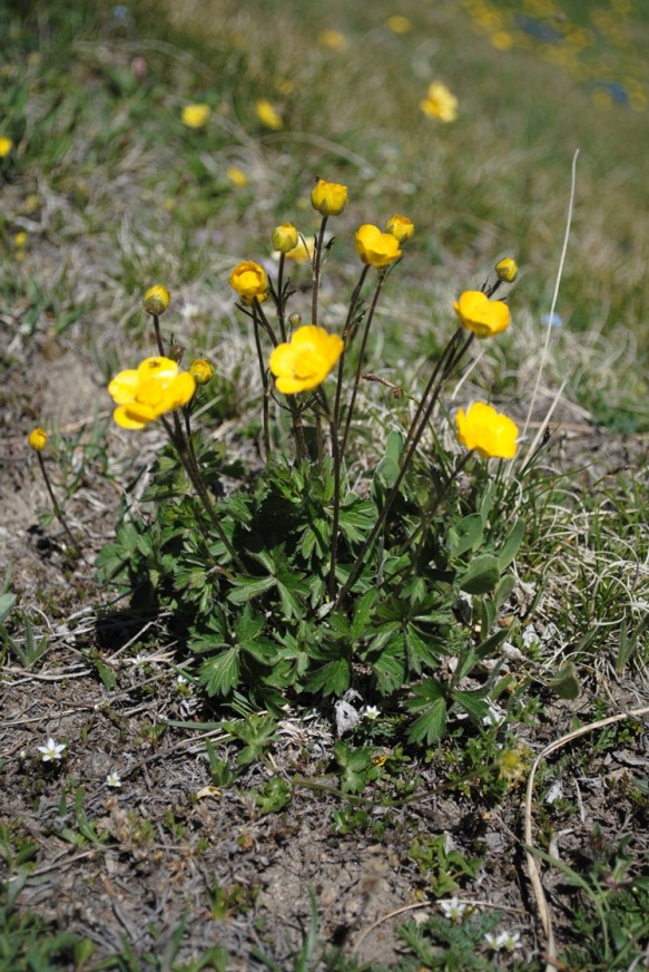 Ranunculus breyninus / Ranuncolo orofilo