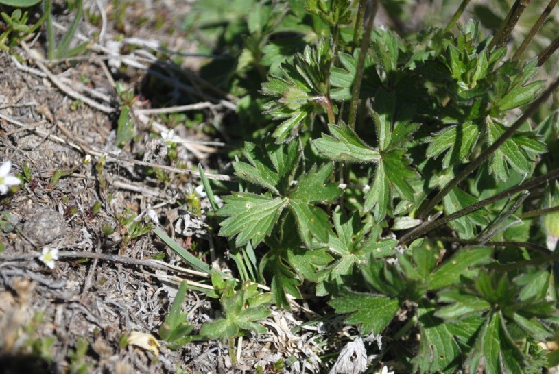 Ranunculus breyninus / Ranuncolo orofilo