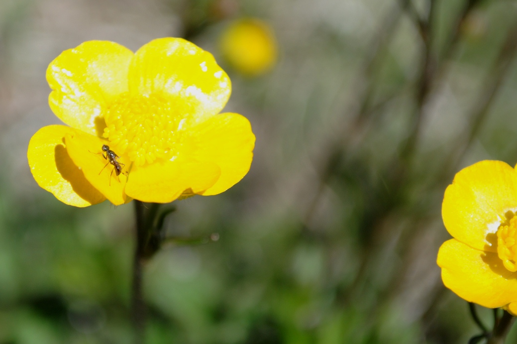 Ranunculus breyninus / Ranuncolo orofilo