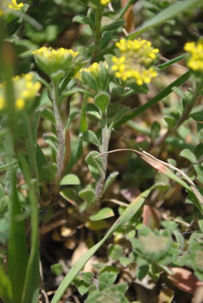 Alyssum simplex (=Alyssum campestre) / Alisso campestre