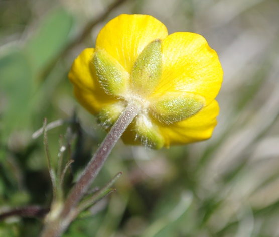 Ranunculus breyninus / Ranuncolo orofilo