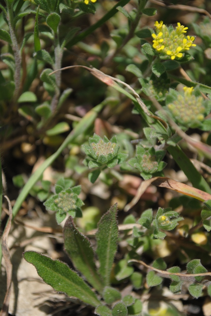 Alyssum simplex (=Alyssum campestre) / Alisso campestre