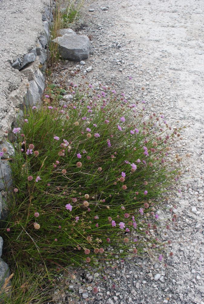 Lomelosia crenata subsp. pseudisetensis / Vedovina della Basilicata