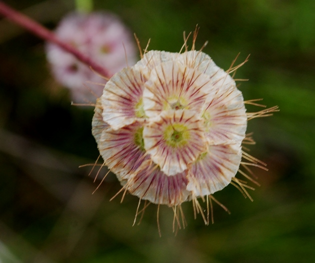 Lomelosia crenata subsp. pseudisetensis / Vedovina della Basilicata