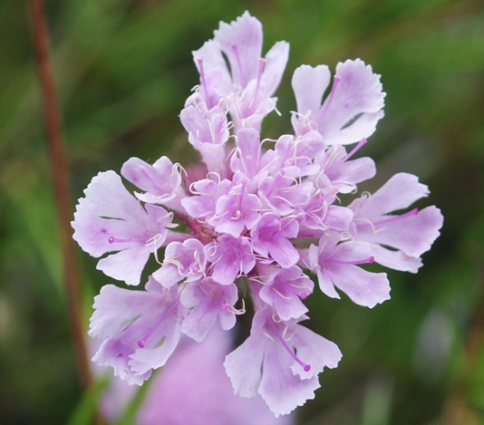 Lomelosia crenata subsp. pseudisetensis / Vedovina della Basilicata