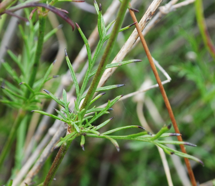 Lomelosia crenata subsp. pseudisetensis / Vedovina della Basilicata