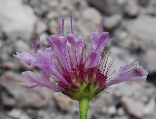 Lomelosia crenata subsp. pseudisetensis / Vedovina della Basilicata