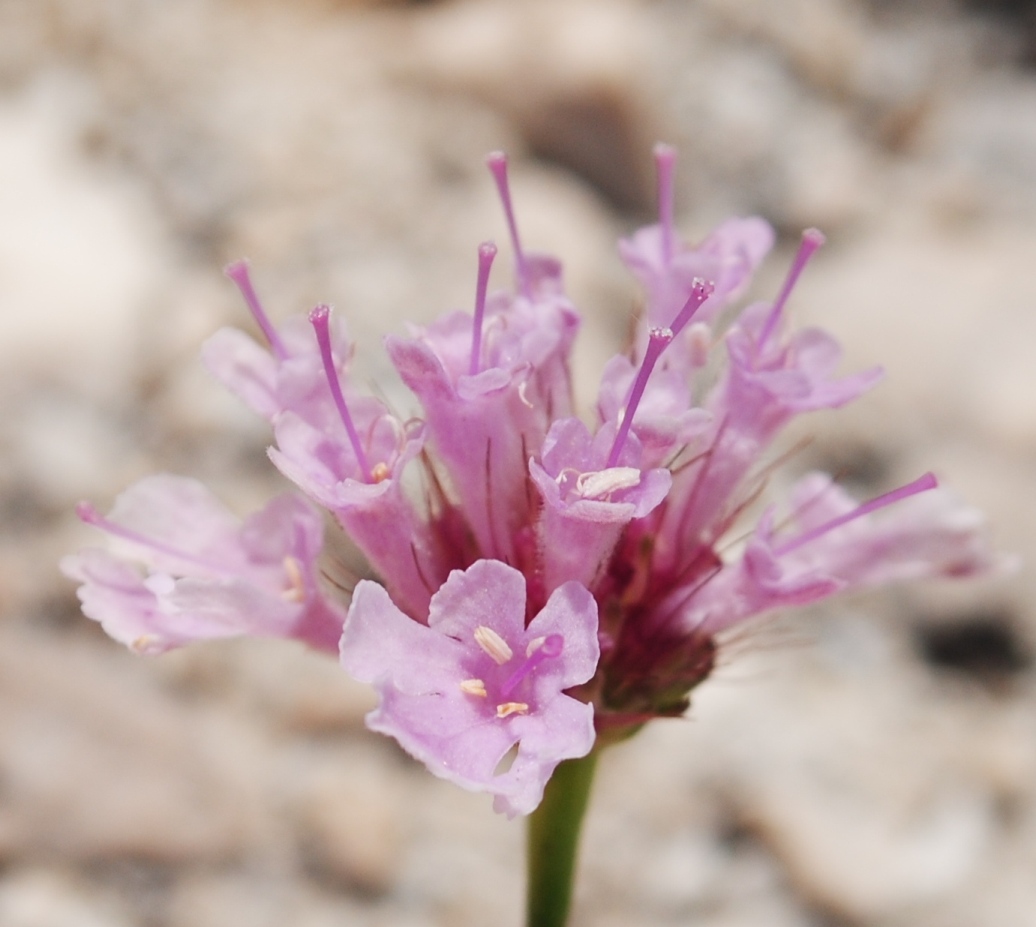 Lomelosia crenata subsp. pseudisetensis / Vedovina della Basilicata