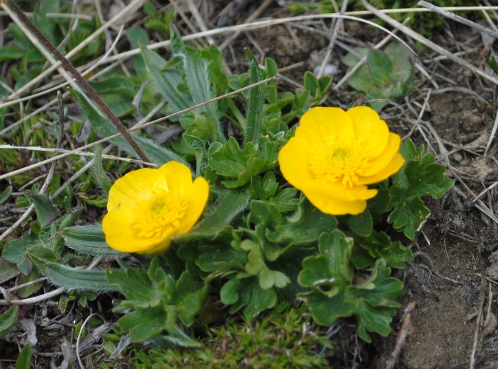 Ranunculus apenninus / Ranuncolo dellAppennino