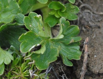 Ranunculus apenninus / Ranuncolo dellAppennino