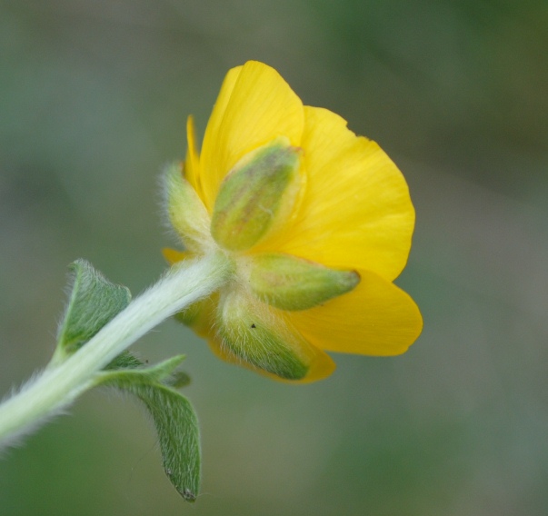 Ranunculus apenninus / Ranuncolo dellAppennino