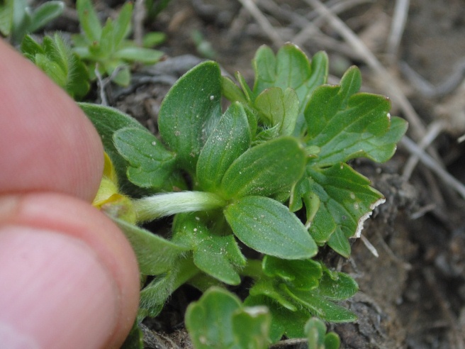 Ranunculus apenninus / Ranuncolo dellAppennino