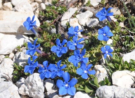 Gentiana - cfr.verna subsp. verna