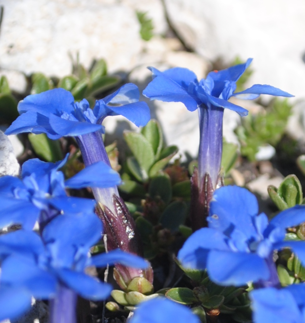 Gentiana - cfr.verna subsp. verna