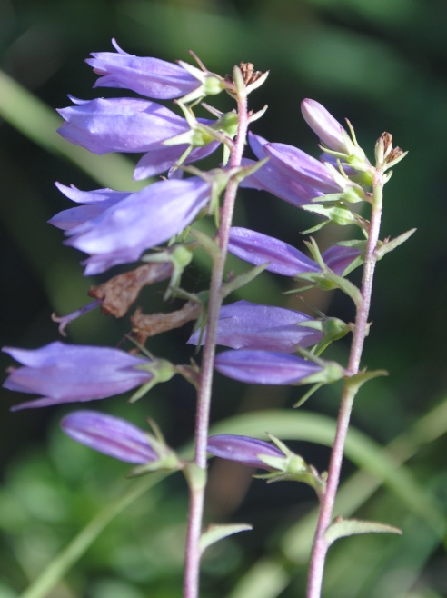 Campanula bononiensis / Campanula bolognese