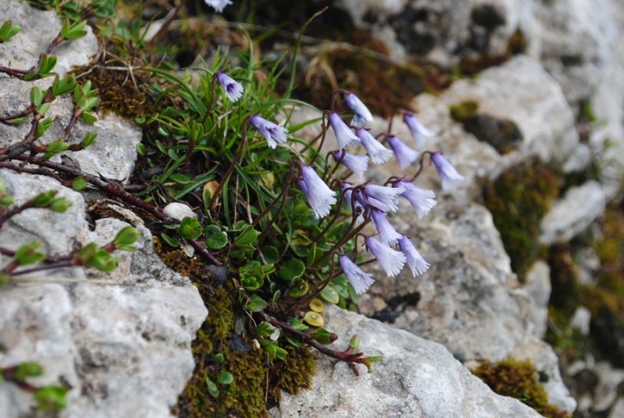 Maiella2 - Soldanella minima subsp. samnitica