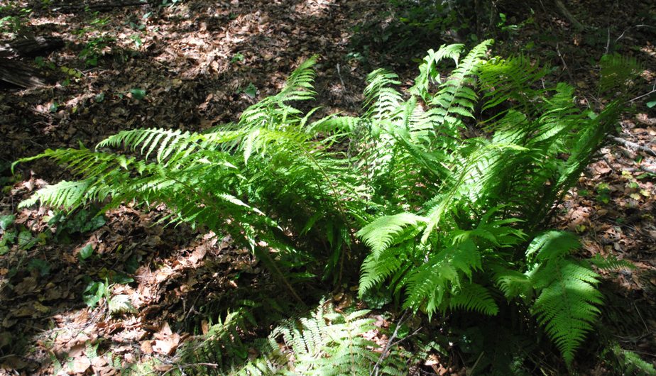 Felce - Polystichum setiferum