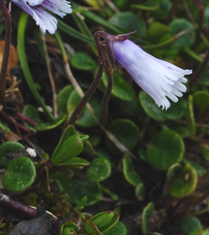 Maiella2 - Soldanella minima subsp. samnitica