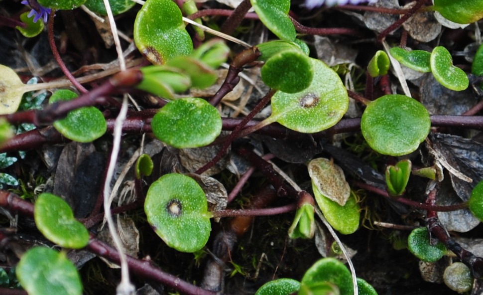 Maiella2 - Soldanella minima subsp. samnitica