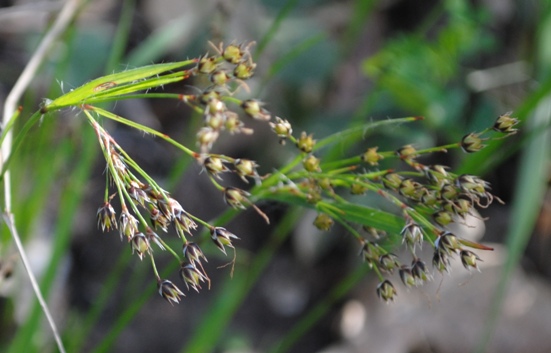 Luzula forsteri / Erba lucciola mediterranea