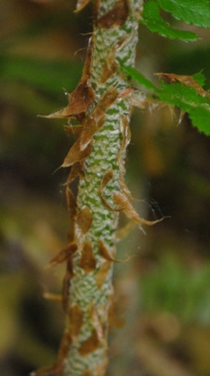 Felce - Polystichum setiferum