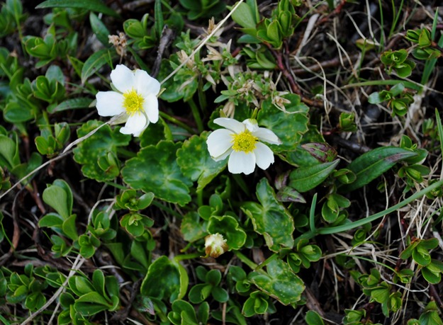 Majella - Ranunculus magellensis