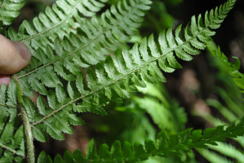 Felce - Polystichum setiferum