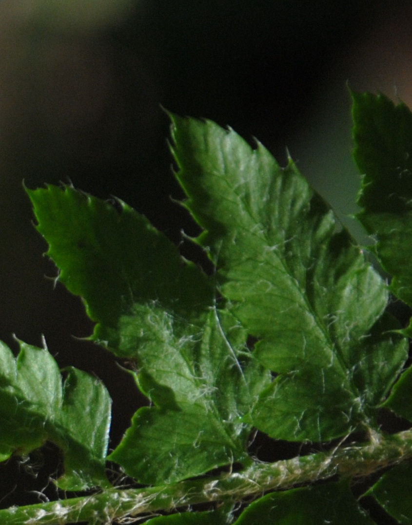 Felce - Polystichum setiferum